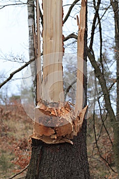 Broken tree photo
