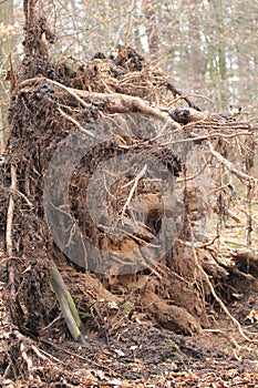 Broken tree photo