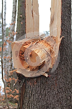 Broken tree photo