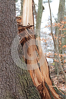 Broken tree photo