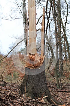 Broken tree photo