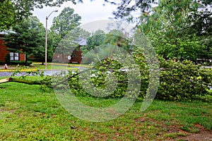 Broken tree by city after during a hurricane