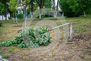 A broken tree in a city park. Vandalism in the city