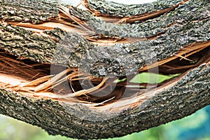 Broken tree close-up