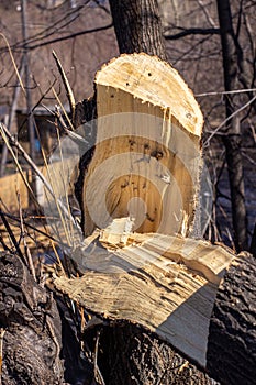Broken tree close-up. Cut down a tree. close up of wood slivers after cutting