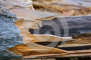 Broken tree, close-up. Destroyed wood, selective focus. Natural wood background