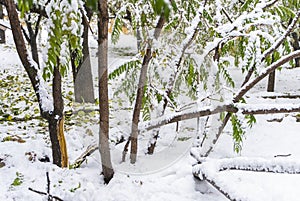 Broken tree after early snowfall in autumn, when foliage is still on the trees