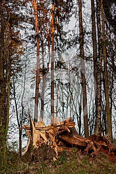 Broken tree in the evening