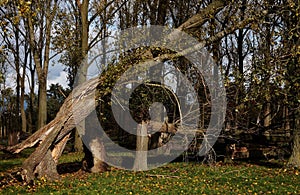 Broken tree almost fallen on the ground in the park