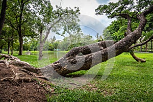Broken tree is falling down in outdoor park,uprooted tree fell after heavy storm,thunderstorm in rainy season,the large storm