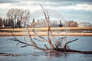Broken tree floating in spring flooded river