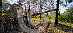 broken tree in the forest