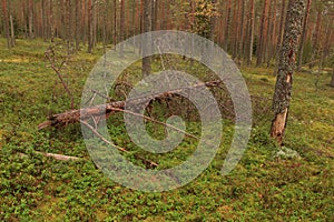 Fallen tree in the forest