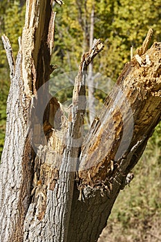 Broken tree in the forest. Hurricane damage. Environment disaster