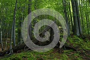 Broken tree in the forest