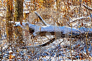 Broken tree in the forest after the storm. Sunny morning in the forest
