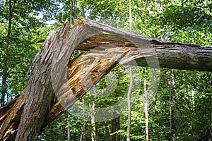 Broken tree in forest after a wind storm