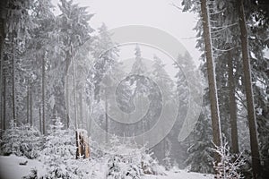 Broken tree in the forest, winter and snow