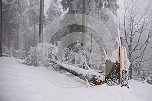 Broken tree in the forest, winter and snow