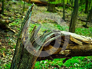 A broken tree in frest