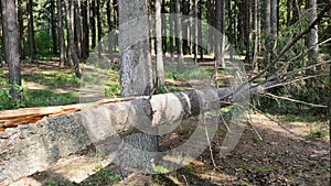 Broken tree in green forest