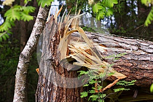 A broken tree in half.