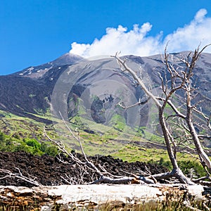 Broken tree in hardened lava flow on slope of Etna