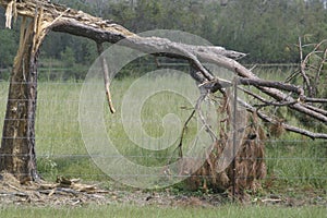 Broken tree from hurrican damage.