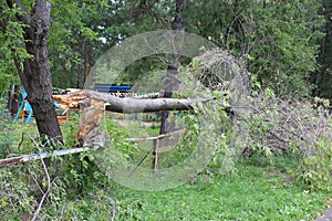 Broken tree after Hurricane