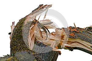 Broken tree isolated