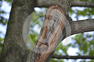 Broken tree limb