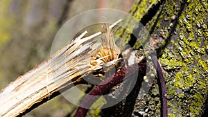 A Broken Tree Limb After a Storm