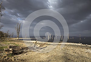 Broken Tree log on the banks of Lake Nakuru