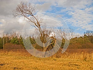 A broken tree in the meadows.