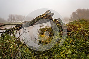 Broken tree on a misty day