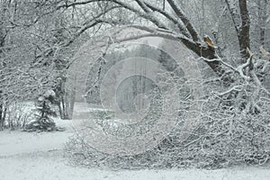 Broken tree near frozen lake.