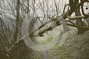 Broken tree near a path in the forest