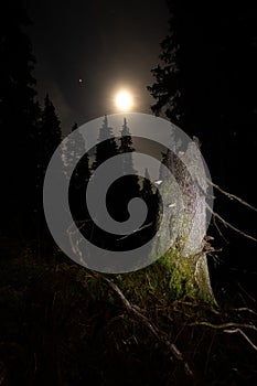 A broken tree in old-growth primeval forest illuminated by moon at night.