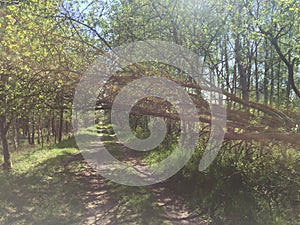 Broken tree over dirt path