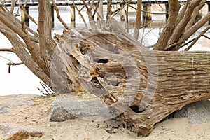 broken tree in the park