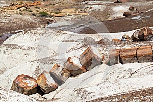 Broken Tree in Petrified Forest National Park