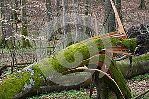 Broken tree Rugen island, Germany