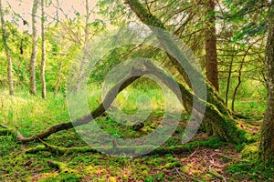 Broken tree stem in the forest with soft light