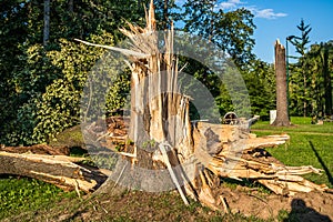 Broken tree after storm damage