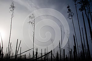 Broken tree during storm gales. A mist of morning mist over a br photo