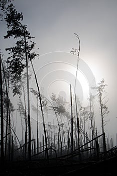 Broken tree during storm gales. A mist of morning mist over a br photo