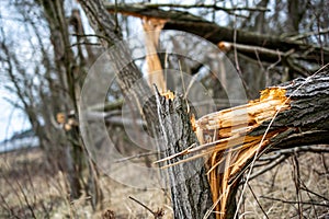 broken tree after a strong gale