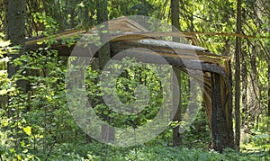 Broken tree by strong wind after hurricane in the forest in sunny weather. Summer.