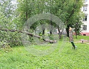 Broken tree after a strong wind on the playground