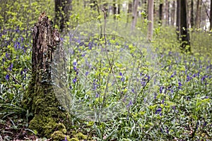 Broken Tree Stump